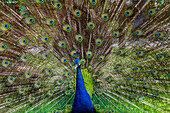 Peacock with feathers fanned out, Kuala Lumpur, Selangor, Malaysia