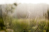 Close up of spider web outdoors, Sarsy village, Sverdlovsk region, Russia