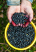Close up of stained hands holding blueberries over bowl, Ykaterinburg, Ural, Russia