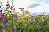 Wildflowers growing in field, Hesperus, Colorado, USA