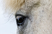 Close up of eye of Icelandic horse, Hvammstangi, Iceland, Iceland