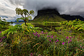 Wildflowers growing in remote field under foggy mountain, Lomagnupur, Iceland, Iceland