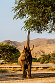 Elephant reaching for tree leaves in savanna landscape, Sesfontein, Kunene Region, Namibia