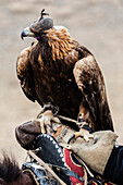 Close up of masked eagle riding camel, Ulgii, Bayan Ulgii, Mongolia