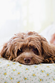 Close up of dog laying on bed, Jersey City, New Jersey, USA