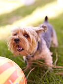 Dog in grass playing with ball, Punta del Este, Punta del Este, Uruguay