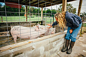 Caucasian farmer petting pig through fence on farm, C1