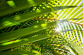 Low angle view of sun shining through palm fronds, C1