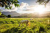 Sunbeams shining over horses grazing in rural field, C1