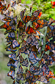 Close up of butterflies perching on plant, C1
