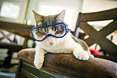 Cat wearing goggles on dining room chair, C1