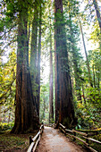 Tall trees over fenced dirt path in forest, Muir Woods, California, United States