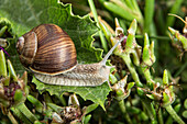 France, Central France, Auvergne, Allier, Le Brethon, Burgundy snail, Helix pomatia, close up
