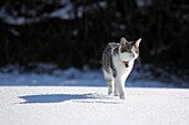 European cat playing or running in the snow