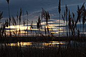 France, Bouches du Rhône, Natural Park of Camargue. Sunset on a pond surrounded by reeds