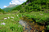 France, Midi Pyrenees, Ariege, Couserans, stream of Garbet