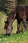 France, Midi Pyrenees, Ariege, Couserans, horse of Merens