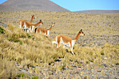 Group of vicugnas in Peru,South America. The vicugna is one of two wild South American camelids which live in the high alpine areas of the Andes.