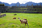 Llamas at the Inca ruins of Machu Picchu in Peru,South America