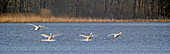 France, Marne. Lac du Der. Pond site of Landres. Swans full landing.