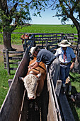 Hispanic farmhands working with livestock