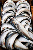 Close up of pile of fresh fish