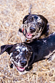 Two Dogs Looking Up, High Angle View