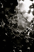 Sunlight Streaming through Heart-Shaped Ivy