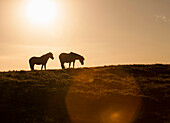 Silhouette of Two Horses on Hill at Sunset