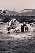 Sheep and Lambs Grazing in Field