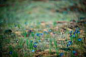 Spring Wildflowers in Meadow with  Bokeh Effect