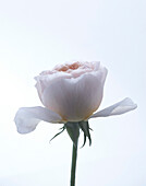 White Rose on White Background, Close-Up