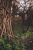 Ivy Clad Tree with Bluebells