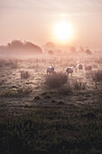 Sheep Grazing in Misty Meadow at Sunrise