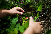 Young Hands Picking Raspberries, Close-Up