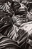 Elephant Ear Palm Leaves