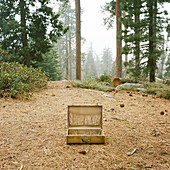 Open Suitcase in Forest Clearing