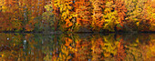 Herbstwald am Langbürgner See, Chiemgauer Seenplatte, Chiemgau, Bayern, Deutschland