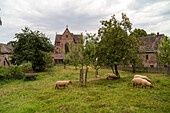 Kloster Amelungsborn, Obstgarten umd Schafe, Niedersachsen, Deutschland