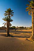 sand dunes and palm trees, near Merzouga, Erg Chebbi, Sahara Desert, Morocco, Africa