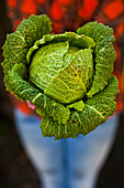 SEQUIM, WASHINGTON, USA. A woman holds a head of cabbage at a farmer's market.