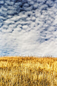 Golden grasses and cloudy sky in Jack London State Historic Park, situated on the eastern slope of Sonoma Mountain.