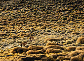 Guanaco grazing in Patagonia, Argentina. The guanaco is a camelid native to South America.