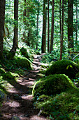 Umpqua River Trail.