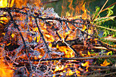 Pine tree branches in a brush fire at the Bradley Orchard in Chugiak, Alaska.