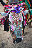 Decorated cow, Goa, India, Asia