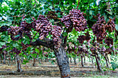 Red Globe grapes at a vineyard, San Joaquin Valley, California, United States of America, North America