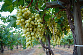 Grape at a vineyard in San Joaquin Valley, California, United States of America, North America