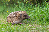 Hedgehog (Erinaceus europaeus), captive, United Kingdom, Europe