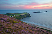 Worms Head and Rhossili Bay with Heather-clad cliffs, Gower Peninsula, Swansea, West Glamorgan, Wales, United Kingdom, Europe